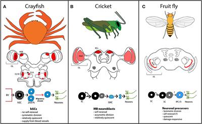 A Cold-Blooded View on Adult Neurogenesis